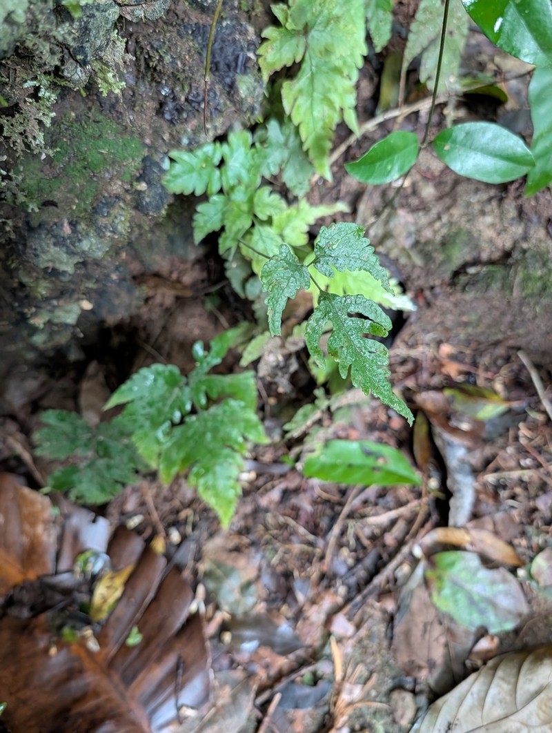 Tectaria subvariolosa photo 2