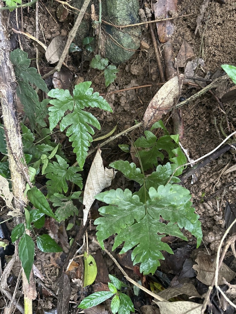 Tectaria subvariolosa photo 3
