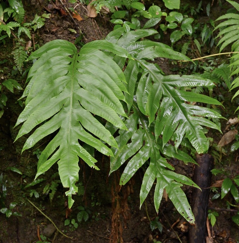 Tectaria sulitii photo 2