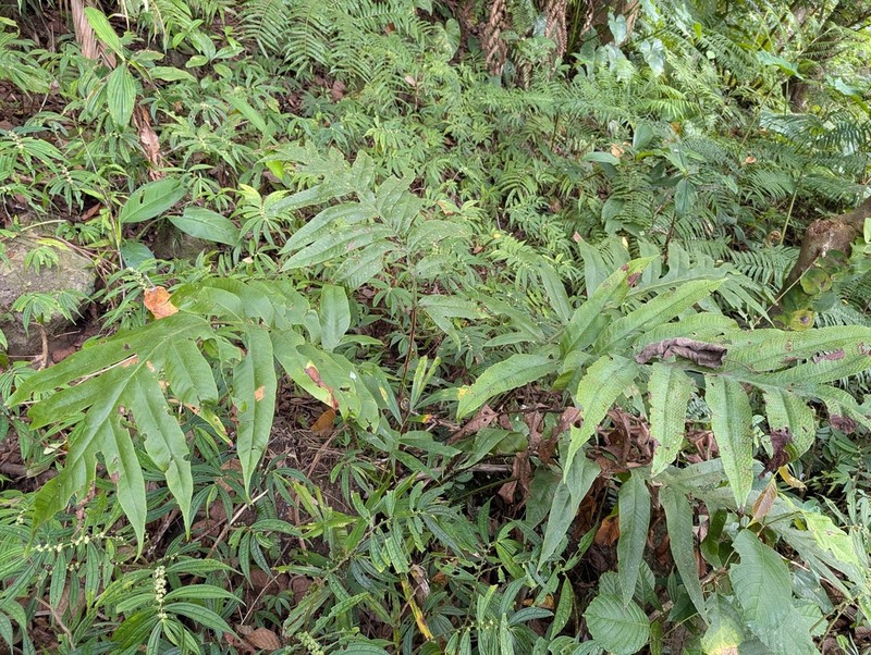 Tectaria sulitii photo 3