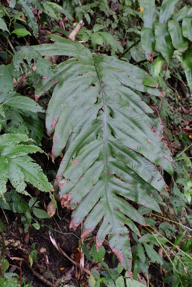 Tectaria sulitii photo 4