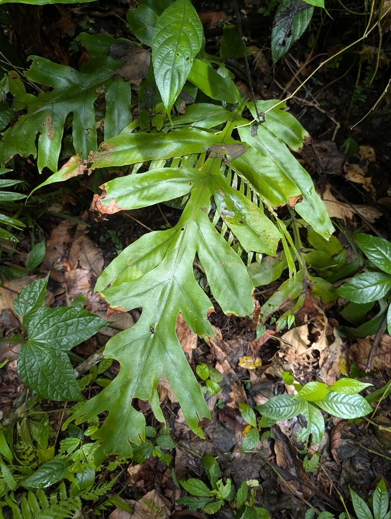 Tectaria sulitii photo 5