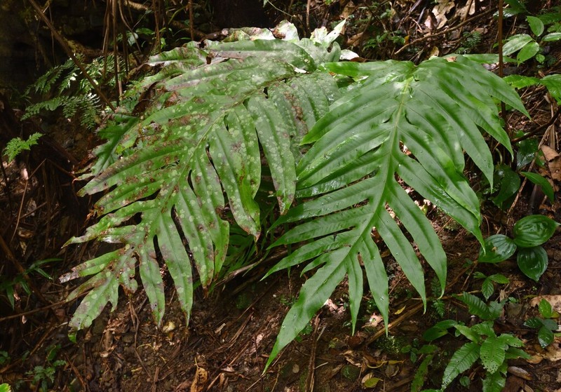 Tectaria sulitii photo 6