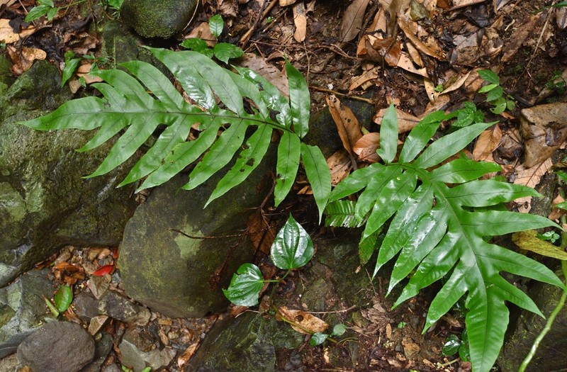 Tectaria sulitii photo 8