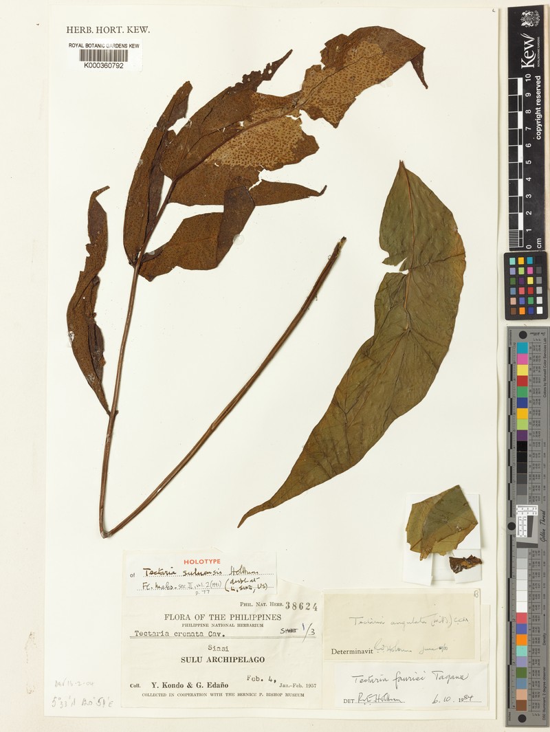 Tectaria suluensis photo 2