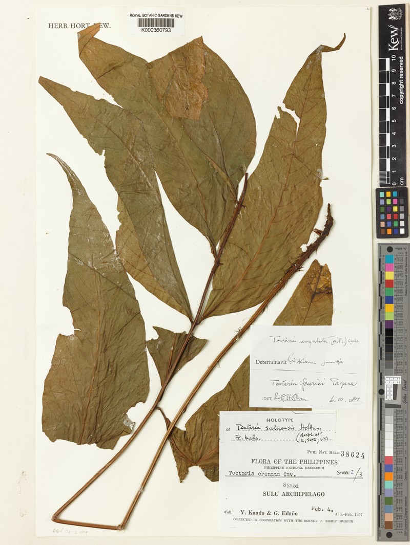 Tectaria suluensis photo 3