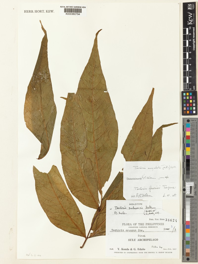 Tectaria suluensis photo 4