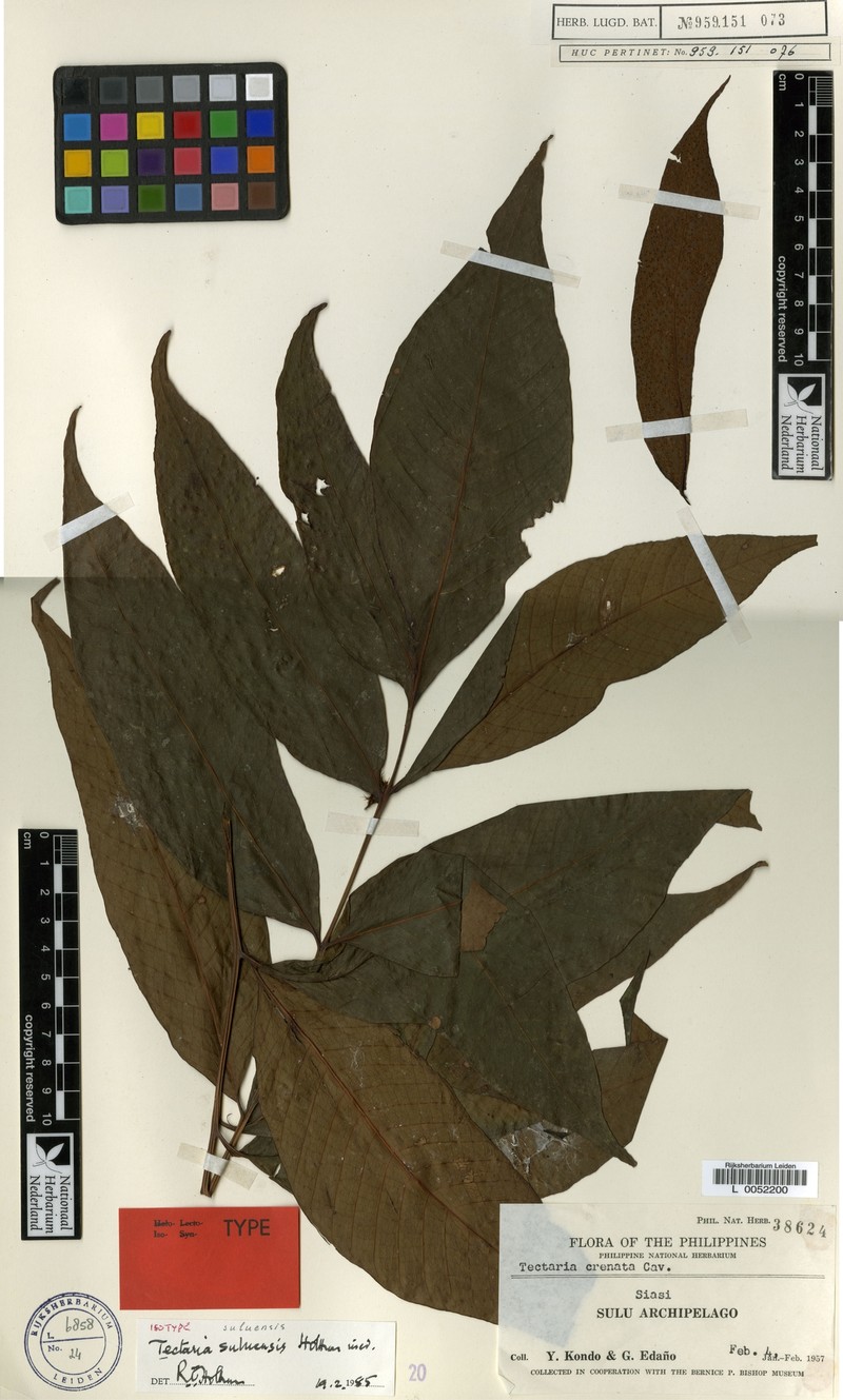 Tectaria suluensis photo 5