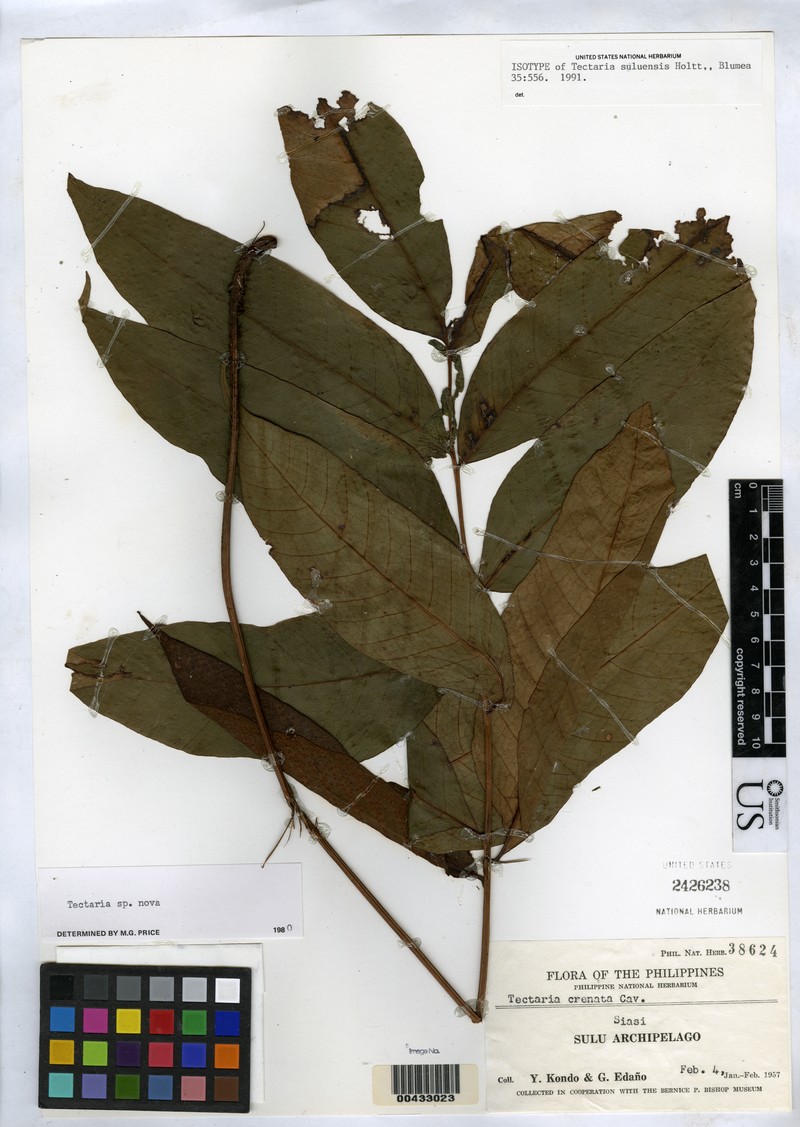 Tectaria suluensis