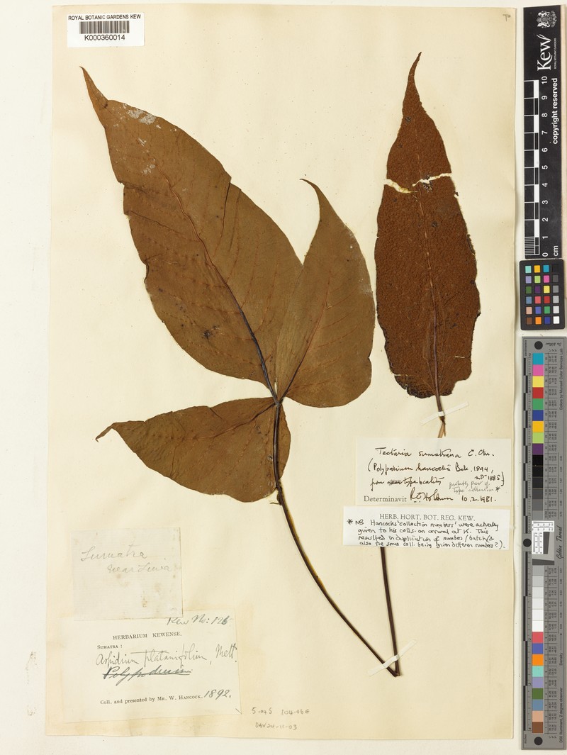 Tectaria sumatrana