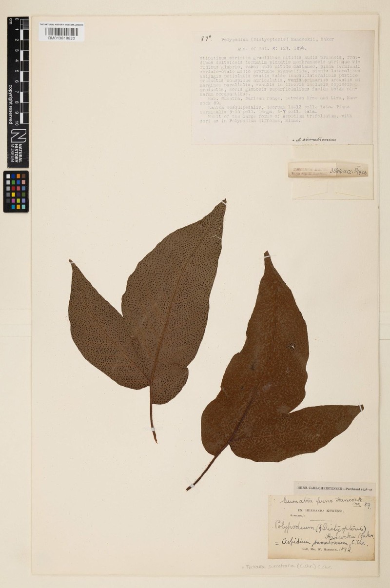 Tectaria sumatrana photo 2