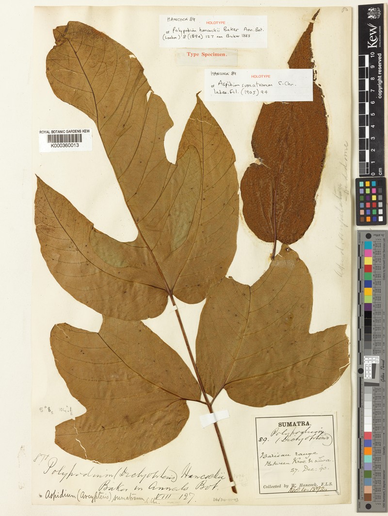 Tectaria sumatrana photo 3
