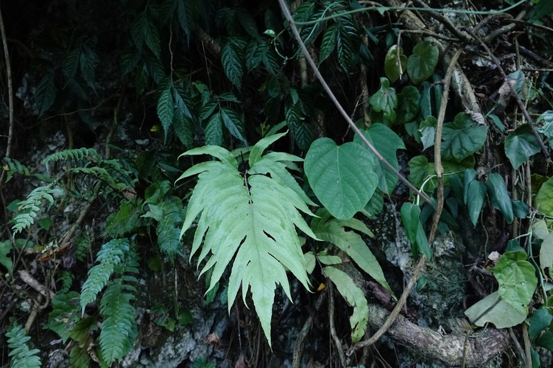 Tectaria tabonensis