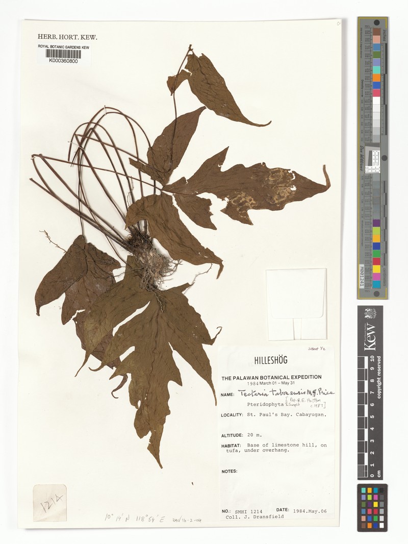 Tectaria tabonensis photo 2
