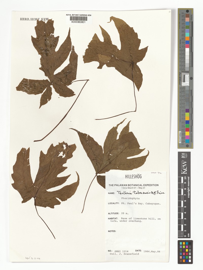 Tectaria tabonensis photo 3