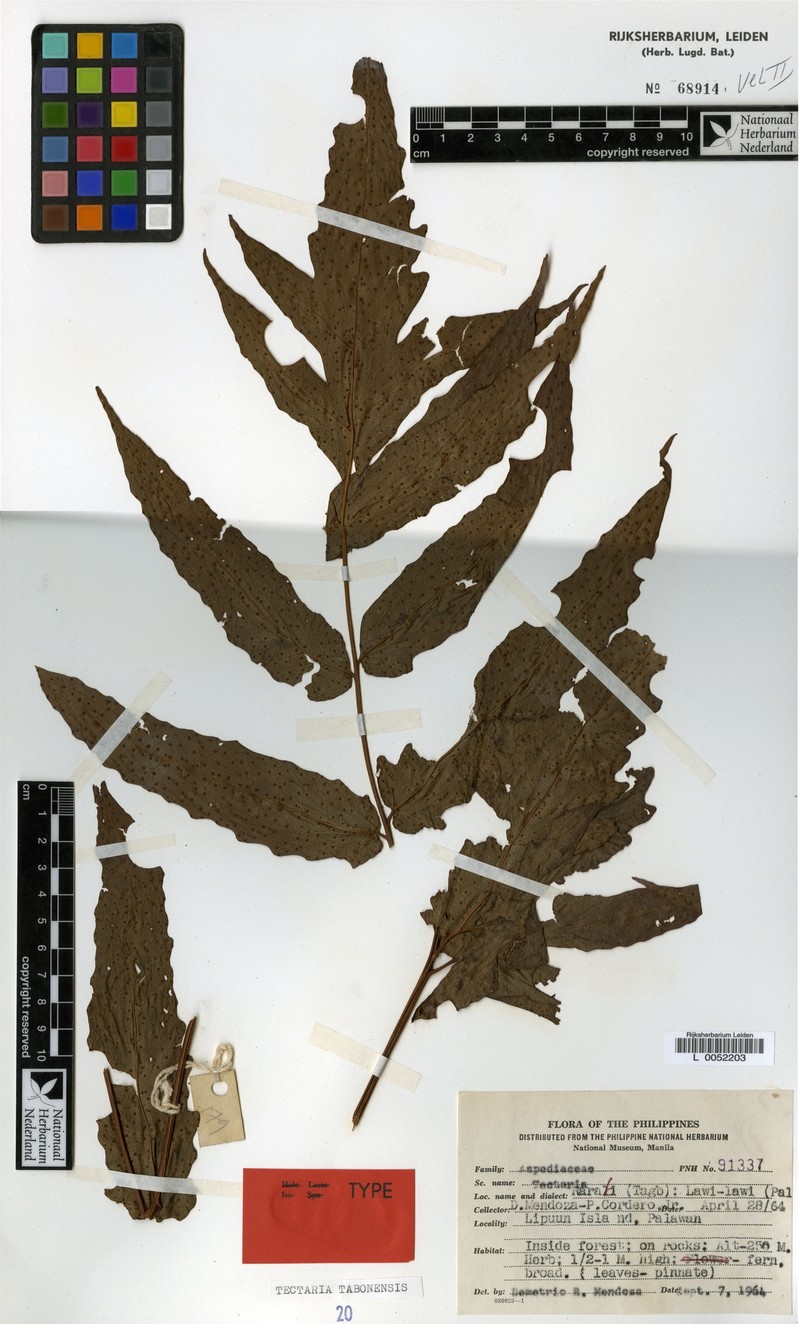 Tectaria tabonensis photo 4