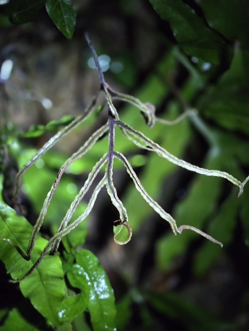 Tectaria taccifolia