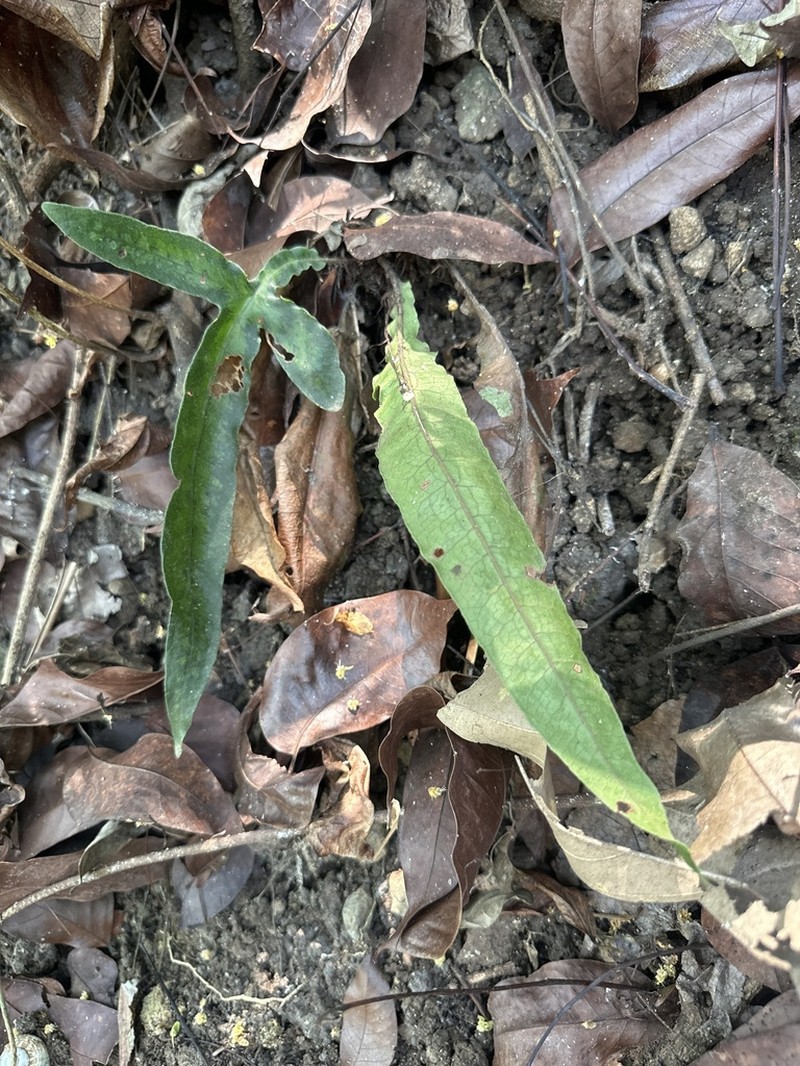 Tectaria taccifolia photo 2
