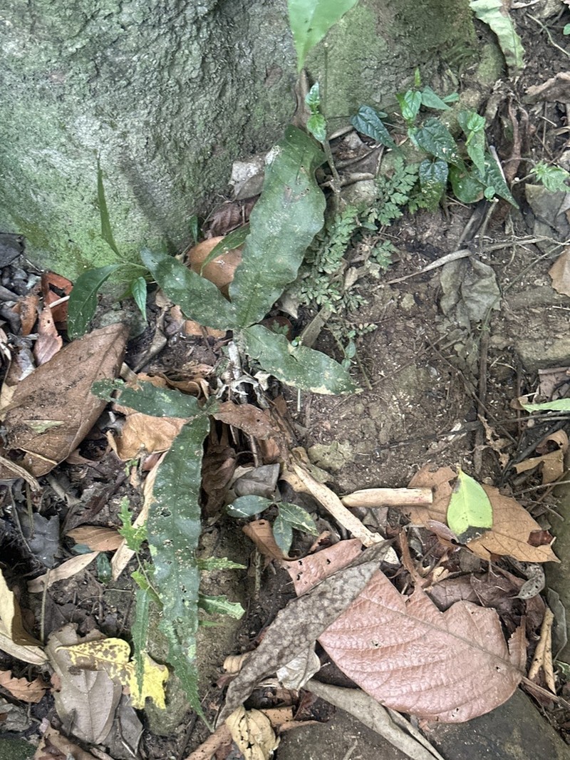 Tectaria taccifolia photo 3