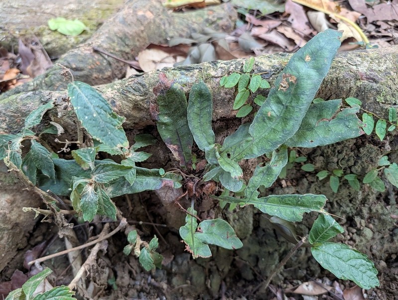 Tectaria taccifolia photo 4