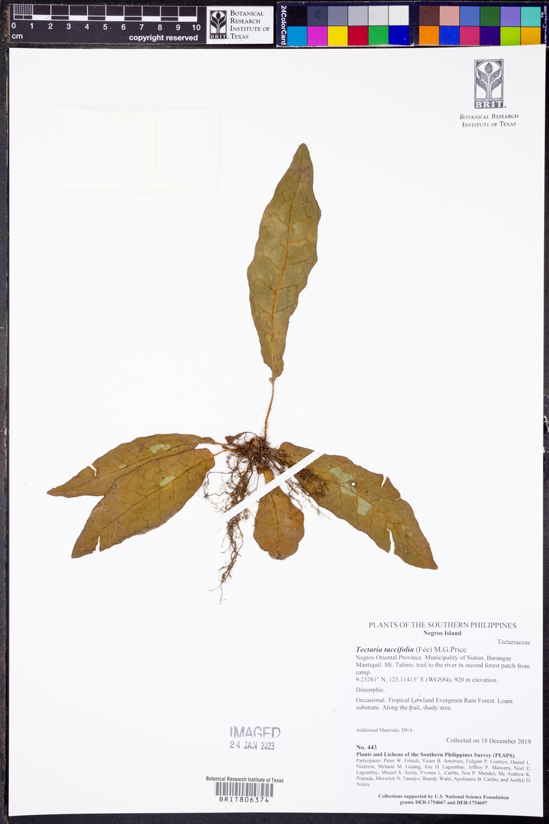 Tectaria taccifolia photo 5