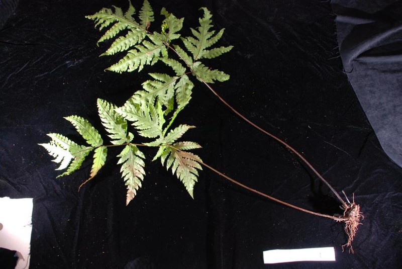 Tectaria tahitensis
