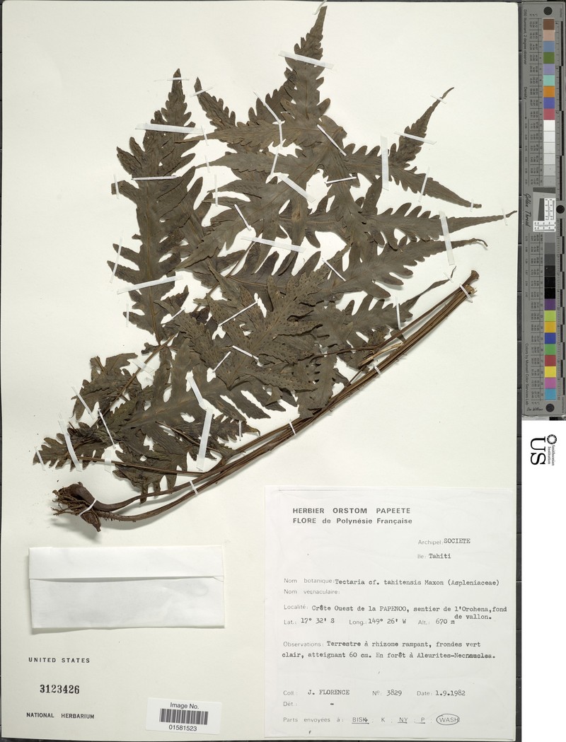 Tectaria tahitensis photo 2