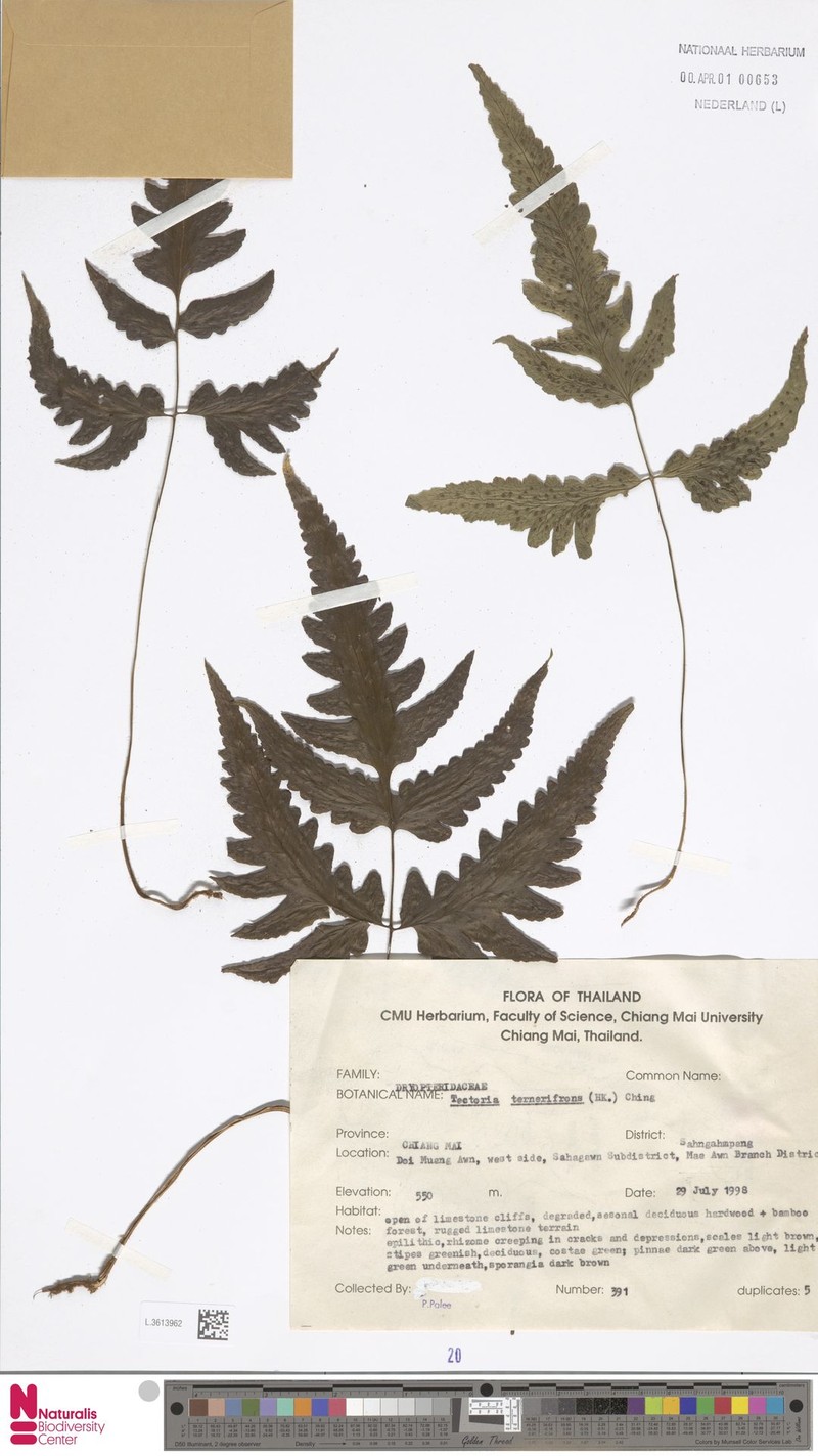 Tectaria tenerifrons