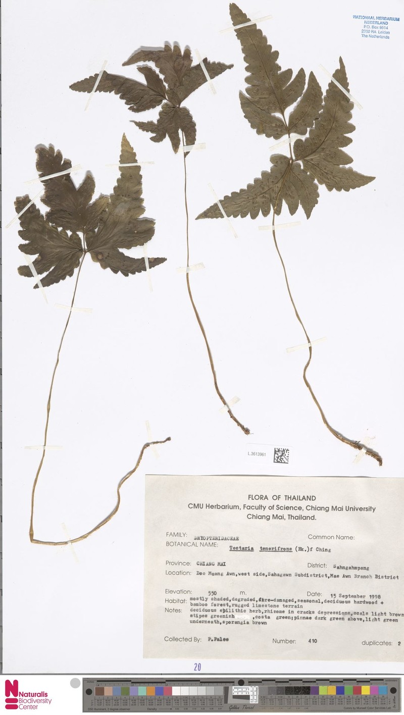 Tectaria tenerifrons photo 2