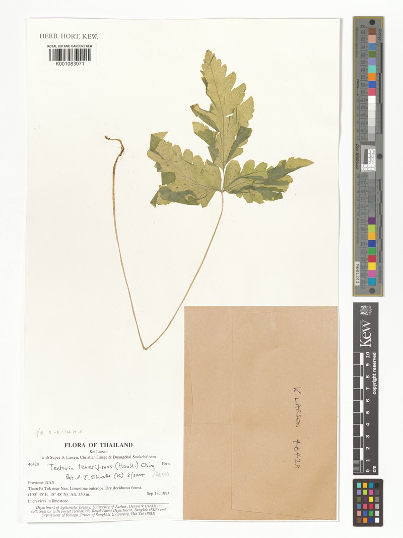 Tectaria tenerifrons photo 3