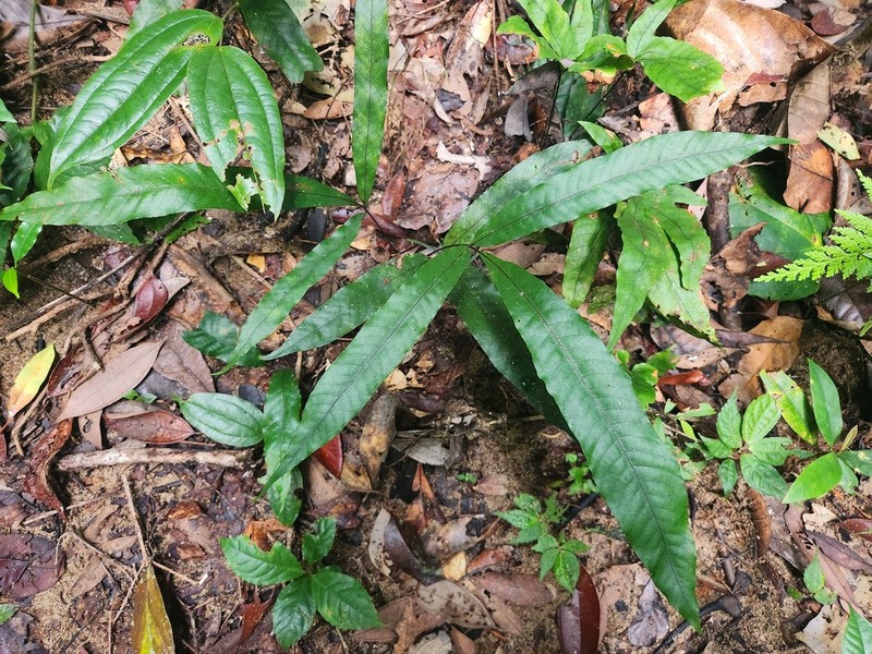 Tectaria teratocarpa