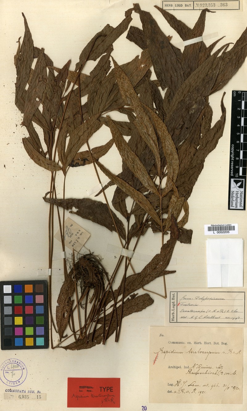 Tectaria teratocarpa photo 2