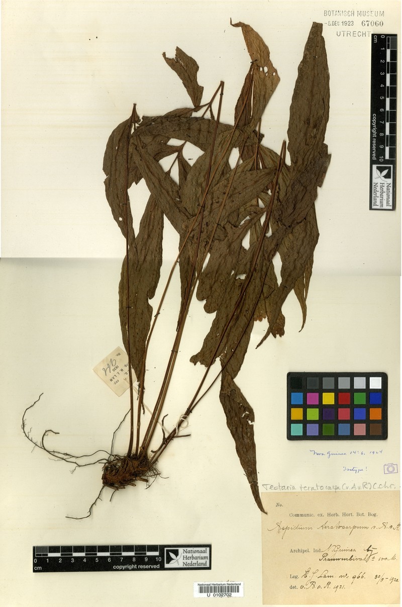 Tectaria teratocarpa photo 3
