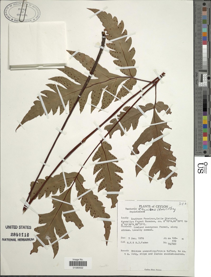 Tectaria thwaitesii