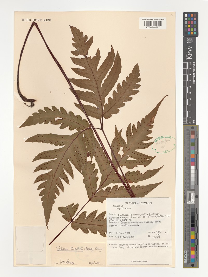 Tectaria thwaitesii photo 2