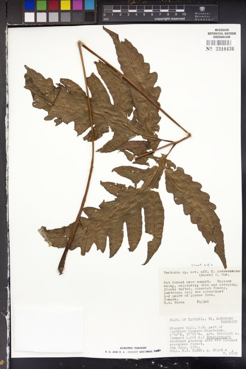 Tectaria torrisiana photo 2
