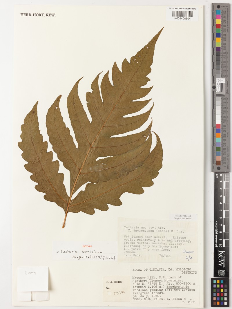 Tectaria torrisiana photo 3