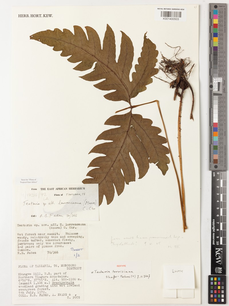Tectaria torrisiana photo 4