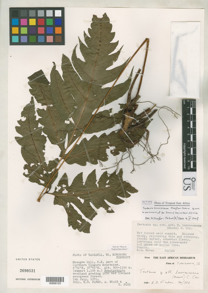 Tectaria torrisiana