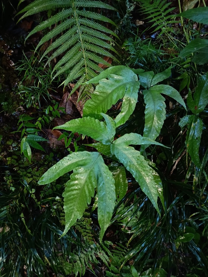Tectaria transiens