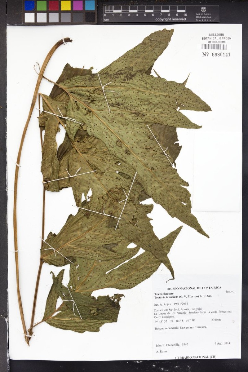 Tectaria transiens photo 4