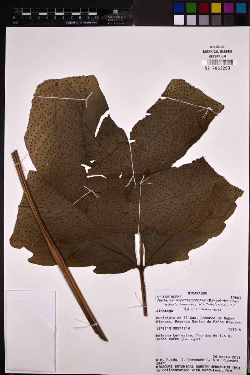 Tectaria transiens photo 5
