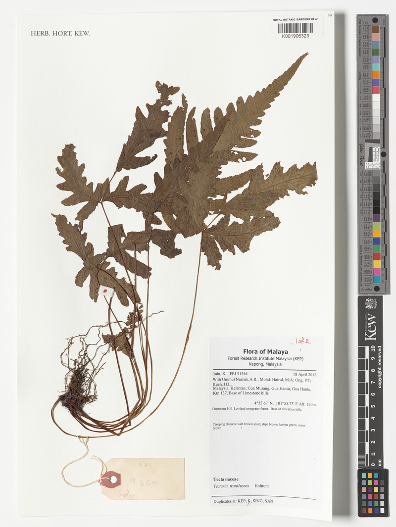 Tectaria translucens