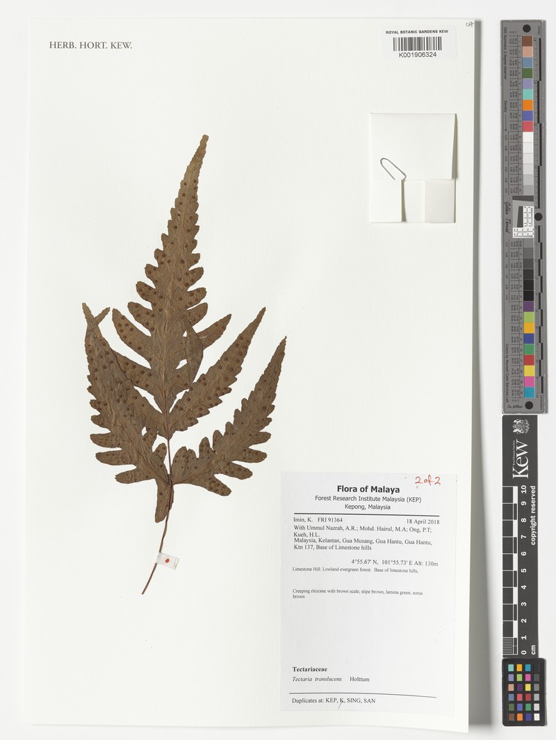 Tectaria translucens photo 2