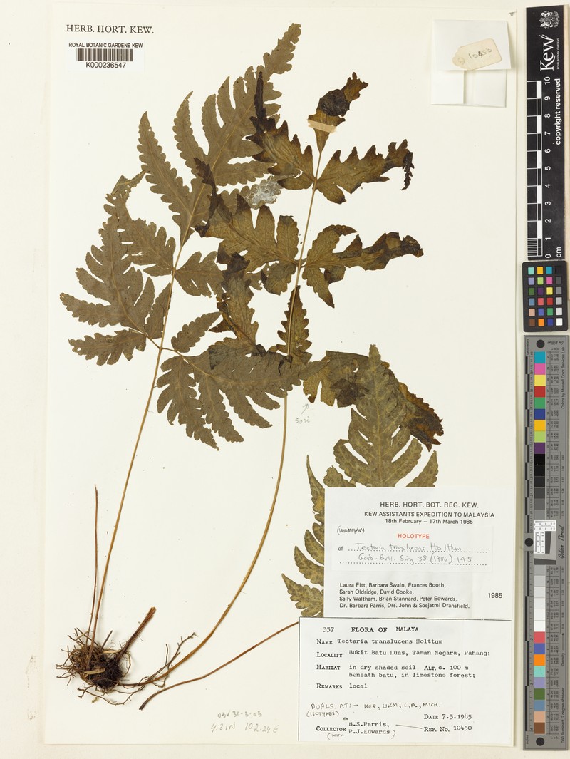 Tectaria translucens photo 3