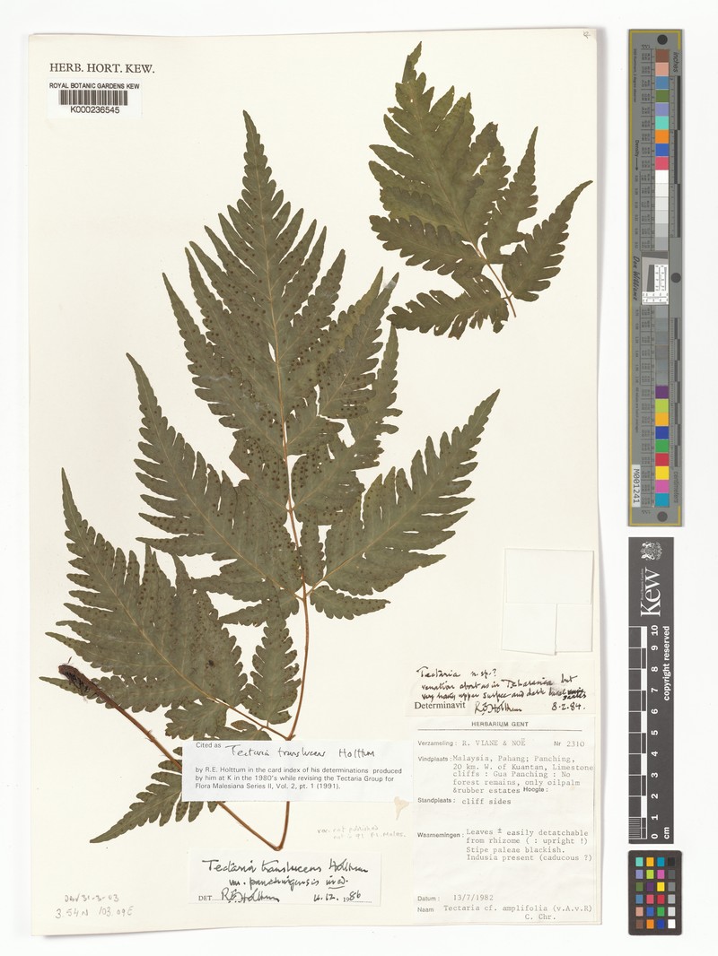 Tectaria translucens photo 4