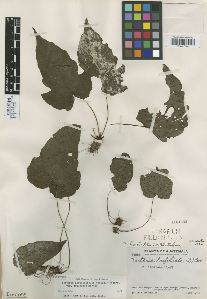 Tectaria trichodes