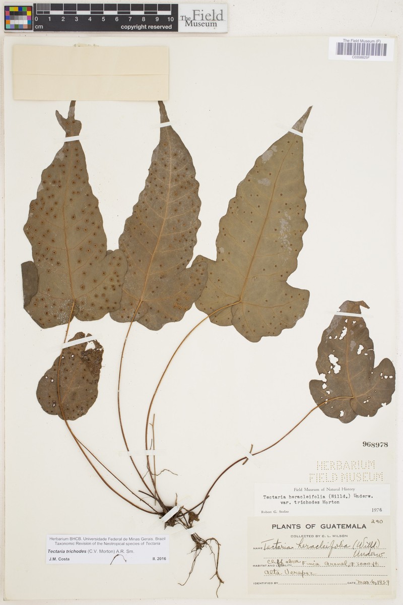 Tectaria trichodes photo 2