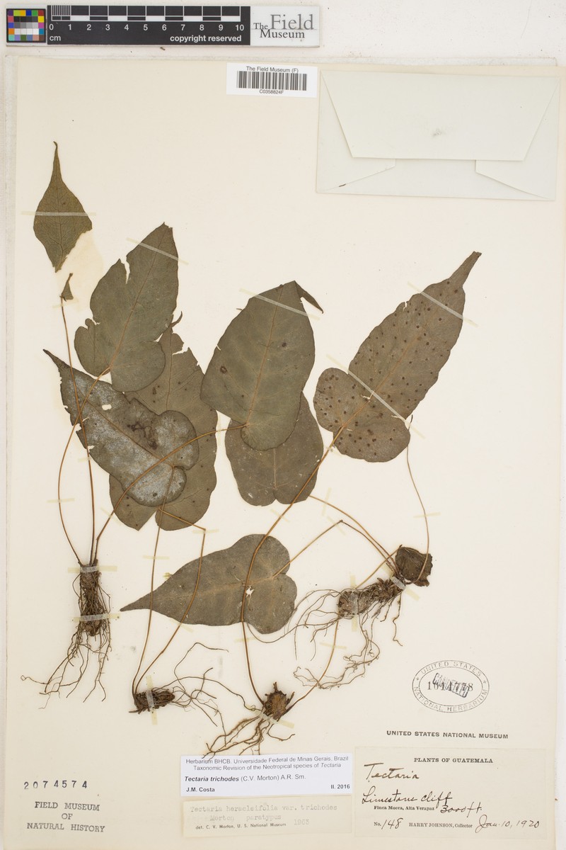 Tectaria trichodes photo 3