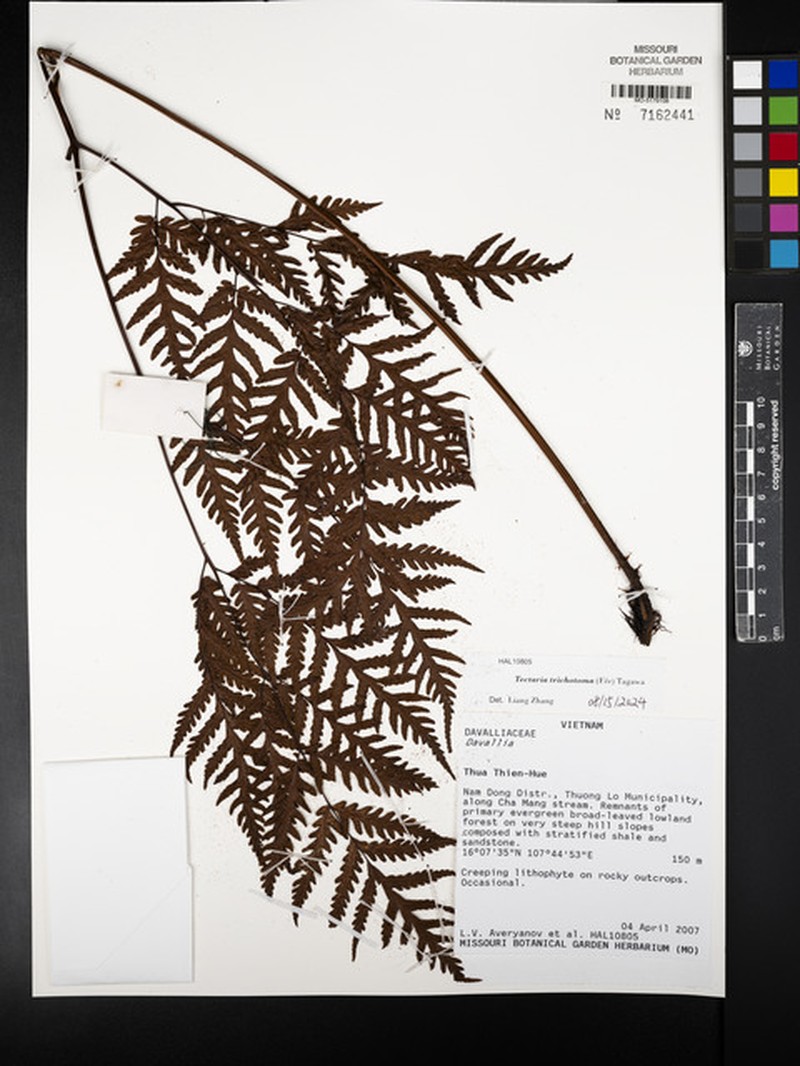 Tectaria trichotoma